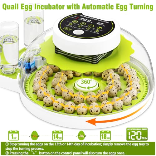Quail Egg Incubator for Hatching 40 Quail Eggs with Automatic Turner | and Humidity Control,Small Brooder, Outdoor Poultry Egg Incubator, Suitable for Parrot Canary and Other Bird - color: Green