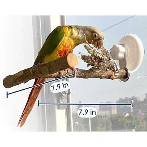 Portable Bird Perch Stand- T-Shaped Natural Apple Wood with Vacuum-Grip Suction Cup for Windows, Flat Tiles, Bath/Car/Travel - Durable & Safe for Parrots, Cockatiels, Lovebirds (Small to Medium Birds)
