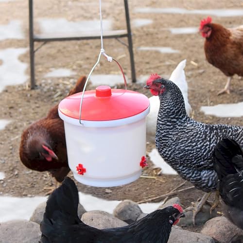 Farm Innovators 3 Pack Heated Chicken Waterer, Poultry Drinker Bucket, 2 Gallon - color: 2 Gallon, size: 3 Pack