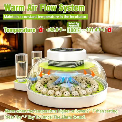 Quail Egg Incubator for Hatching 40 Quail Eggs with Automatic Turner | and Humidity Control,Small Brooder, Outdoor Poultry Egg Incubator, Suitable for Parrot Canary and Other Bird - color: Green