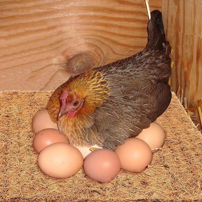 JOEN Chicken Nesting Pads 13x13 Inch for Hens, Fits Most Nesting Boxes, Chicken Coop Nest Liners(10-Pack)