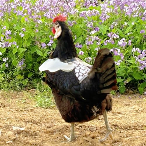 Chicken Saddle with Wing Protector - Chicken Aprons & Vest Jacket for Hens | Chicken Saddles for Hens With Adjustable Straps (Black)