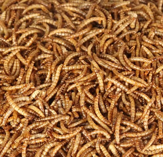 Bulk Dried Mealworms 5Lb Bag -Premium Non-GMO Dried Mealworms for Chicken, Nutritious High Protein - 100% Natural Mealworms for Laying Hens, Birds, Ducks, Chicken Feed - size: 5 Pound (Pack of 1)