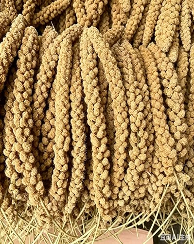TINYFIELD Millet Spray for Birds, Parakeet Budgie Cockatiel Parrot Treats Snacks (0.5 Pound) | Real Fish Included, Seeds & Nuts Blend