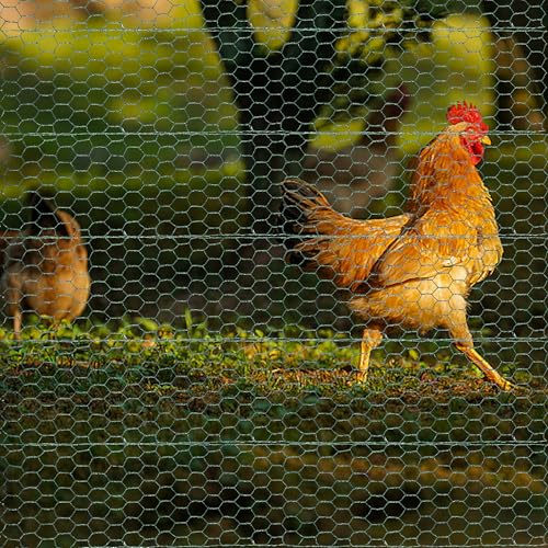 Floral Chicken Wire Roll, OLULU Galvanized Steel Chicken Wire Mesh for Crafts, 4 x 118 Inch Hexagonal Netting for Garden, Poultry & Yard