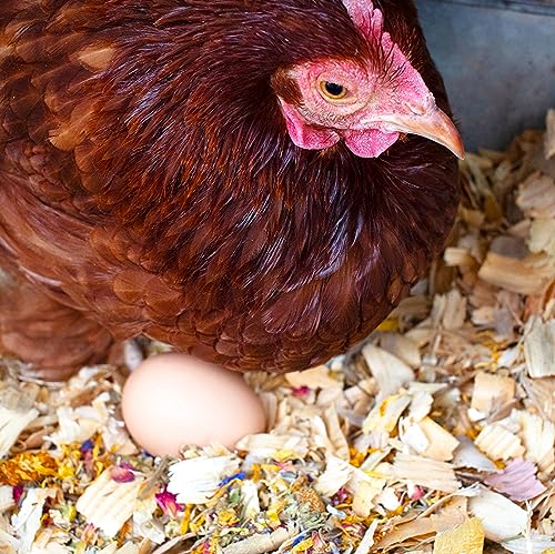 Pampered Chicken Mama Backyard Chicken Treats for Great Eggs - All-Natural Backyard Chicken Feed Supplies - Hen Treats for The Best Eggs Ever - High Calcium Supplement for Chickens (8 pounds) - size: 8 Pound (Pack of 1)
