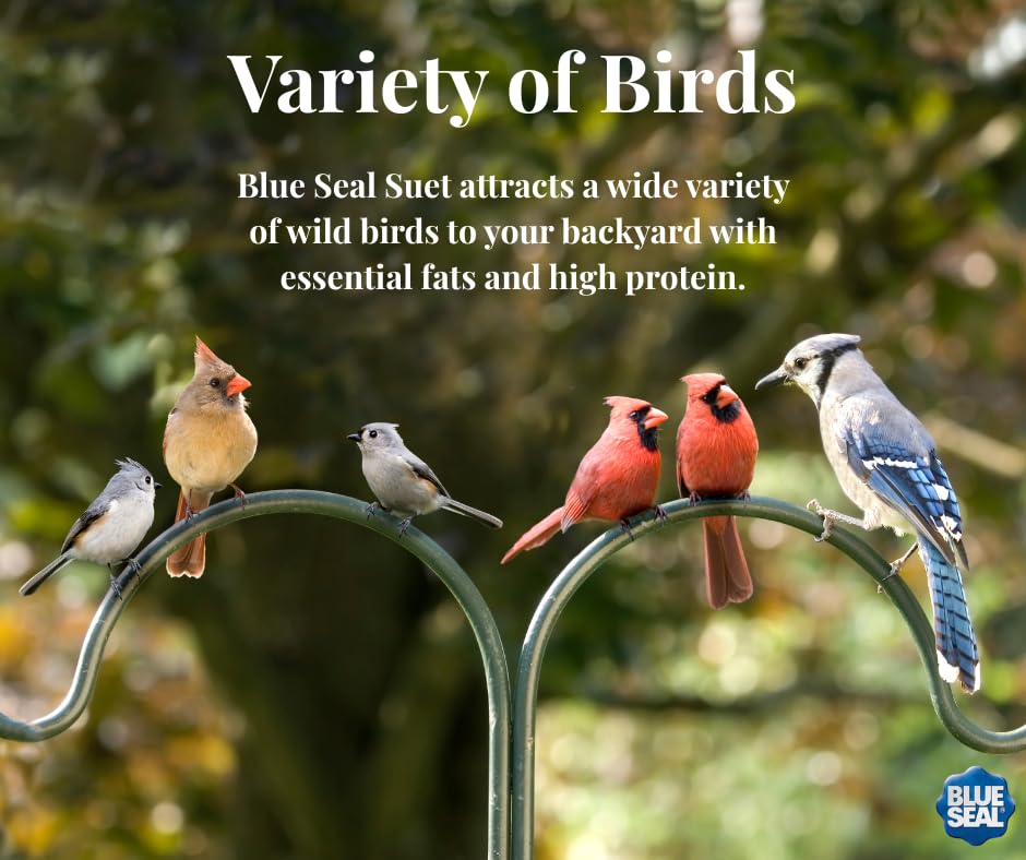 Blue Seal Hot Pepper Suet Cakes for Wild Birds | No Mess Suet Feed with Cracked Corn | Food for Woodpeckers, Cardinals, Siskins & Sparrows | Use with Suet Feeder | 11oz Seed Cake (12 Pack)