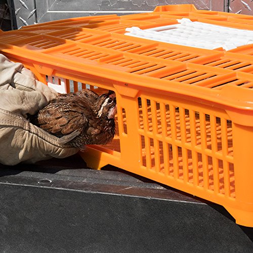 Premier 1 Quail Transport Crate - 26" L x 16" W x 5" H (2 Pack) | For field-trials & farm use. Up to 30 quail or newborn chicks. Top & side doors. Pre-assembled, stackable. Solid floor. - size: 2 Pack