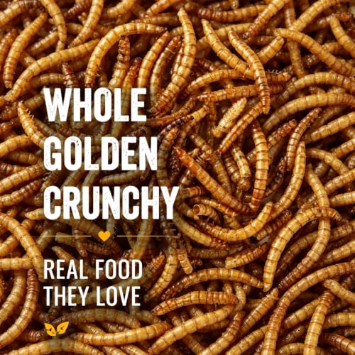 RANZ 10LB Dried Mealworms Bulk Bag for Chickens & Wild Birds, High Protein - size: 10 Pound (Pack of 1)