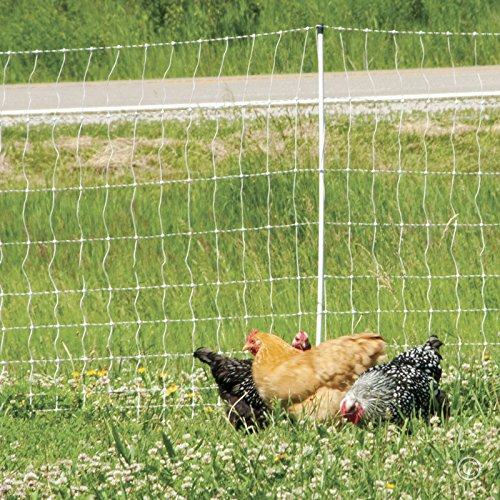 Premier 1 PoultryNet® Electric Fence for Chickens – 48"H x 164'L | White/black, step-in posts. Contains chickens, ducks & turkeys. Keeps out coyotes, foxes & dogs. Energizer sold separately.