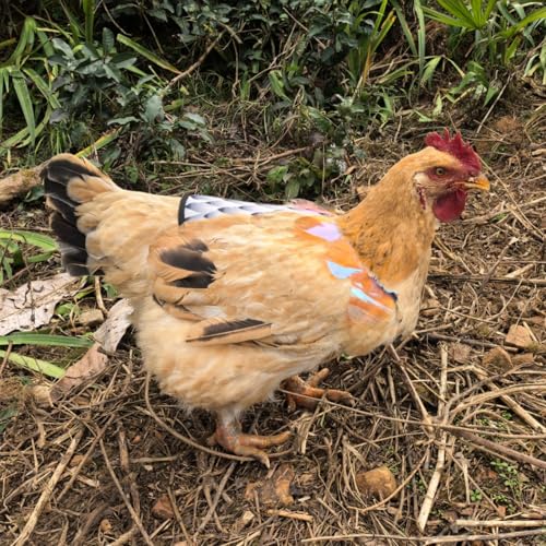 Chicken Saddles for Hens with Detachable Wings, Adjustable Hen Apron Back Protector for Feather Recovery, Double-Layer Breathable Poultry Saver for Standard Breeds (Black，White) | Double-Layered Breathable Poultry Back Protector For Hens During Mating And