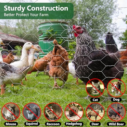 ROADPLUM 13.8 in x 49 ft Chicken Wire Fencing, Rustproof Galvanized Iron Chicken Wire Mesh for Pet Rabbit, Floral Chicken Wire Roll Netting to Protect Poultry Plant Fruit - size: 13.8 x 590 in