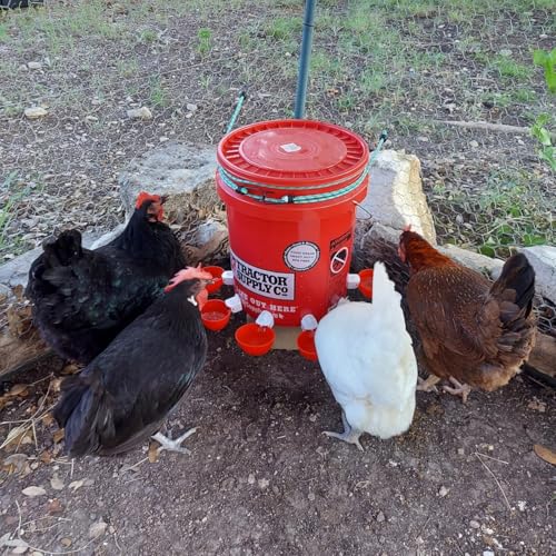 Chicken Waterer Cups, 12 Packs Poultry Water Feeder with Drill, Large Poultry Waterer Automatic Waterer for Chicken Coop, Duck, Chicks, Goose, Turkey, Bunny, Bird (Red, 12 Pack) - size: 12 Pack
