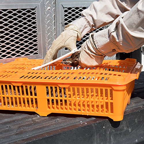 Premier 1 Quail Transport Crate - 26" L x 16" W x 5" H (2 Pack) | For field-trials & farm use. Up to 30 quail or newborn chicks. Top & side doors. Pre-assembled, stackable. Solid floor. - size: 2 Pack