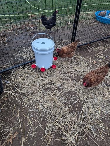 Hen's Choice™ - Large Automatic Chicken Waterer Cups, Poultry Water Kit (Red, 5) - color: Red, size: 5