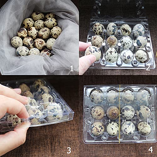 Quail Egg Cartons 100 Pack,Plastic Quail Egg Holder 12 Tray of Small Quail Eggs Storage Holders,Cheap Bulk Quail Egg Container for Refrigerator