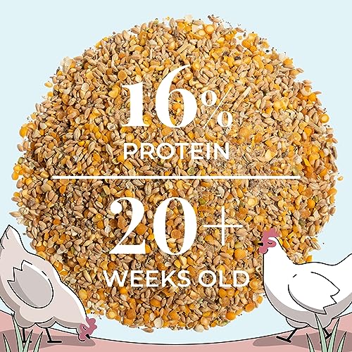 Mile Four Organic Chicken Feed, Layer Whole Grain, Non-GMO, US Grown 23 lbs | 16% Protein; Corn & Soy-Free; USA Grown; Non-Medicated; No Fillers or Additives; Supports Egg Production; Family Farm Sourced - size: 23 Pound (Pack of 1), style: Whole Grain