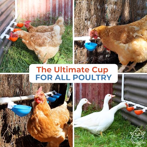 Lil'Clucker Large Automatic Chicken Waterer Cups and 1/2" PVC Tees - Chicken Water Feeder - Suitable for Chicks, Duck, Goose, Turkey and Bunny - Poultry Water Feeder Kit (Blue, 5-Pack) - size: 5-Pack