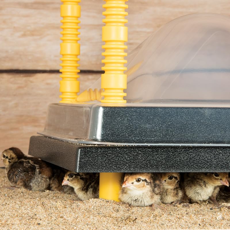 Premier 1 Chick Heating Plate Kit – 16"x24", Warms Up to 50 Chicks | Includes anti-perch cover. Adjustable push-button legs. 66 watts, 110V. Alternative to heat lamp. For up to 50 chicks.