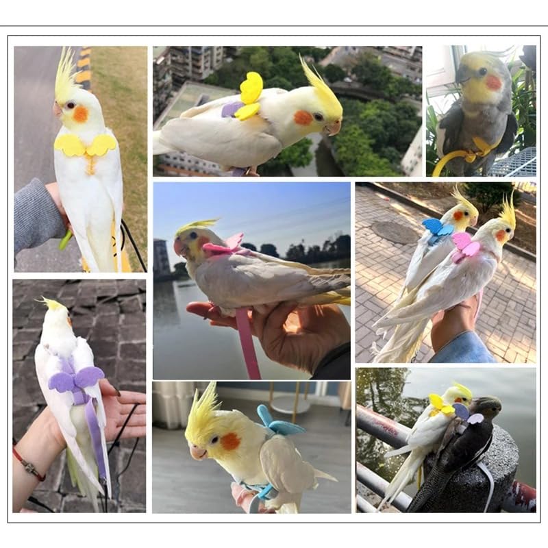 3pcs Parrot Flying Harness Leash Suit Pet Bird Outdoor Flight Training Rope Cockatiel Supplies Macaw Accessories Stuff for Budgie