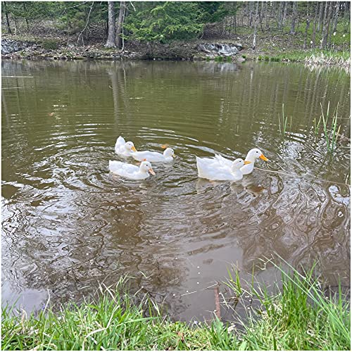 Natural Waterscapes Waterfowl Feed Open Water Diet 40 lb | for Feeding Ducks Geese Swans | Floating Pellets with Niacin for Ducks