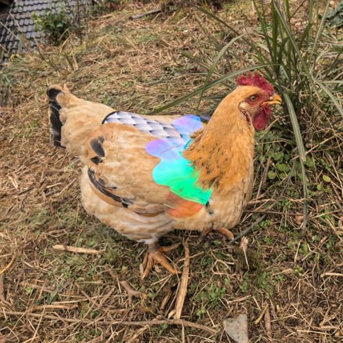 Chicken Saddles for Hens with Detachable Wings, Adjustable Hen Apron Back Protector for Feather Recovery, Double-Layer Breathable Poultry Saver for Standard Breeds (Black,White,Yellow) | Double-Layered Breathable Poultry Back Protector For Hens During Mat