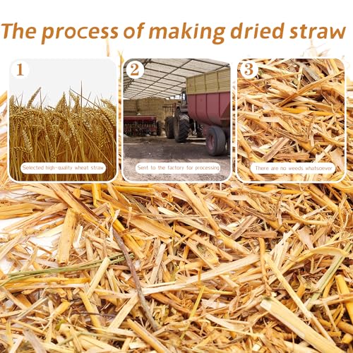 WNJ Natural Wheat Straw - 1 LB Dry Straw, Soft 100% Natural Straw Bale for Animal Bedding, Garden Mulch, Compost & Stray Cats Dogs Poultry, and Grass Cover