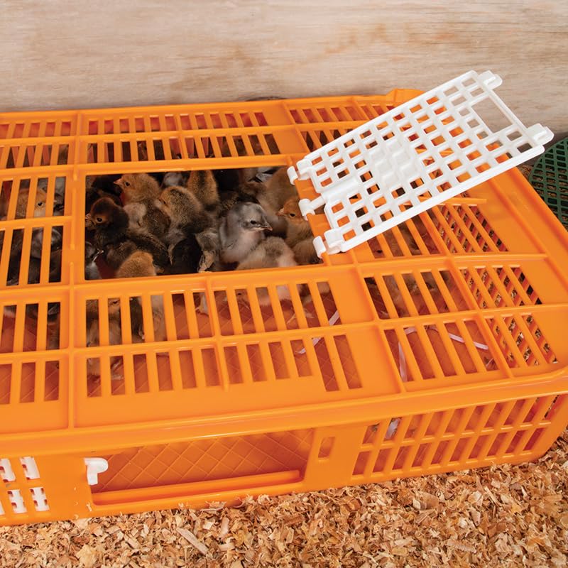 Premier 1 Quail Transport Crate - 26" L x 16" W x 5" H (Single) | For field-trials & farm use. Up to 30 quail or newborn chicks. Top & side doors. Pre-assembled, stackable. Solid floor. - size: 26.0"L x 16.0"W x 5.0"H