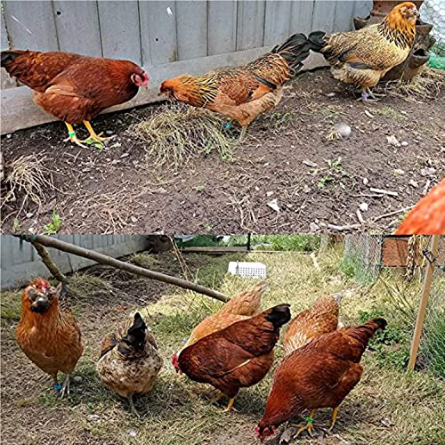 Honbay 100PCS 5 Colors Poultry Foot Rings Leg Bands Clip-on Rings for Birds, Ducks and Chickens (20mm(4.4-11lbs))