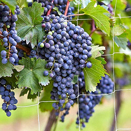 Trellis Netting, CANAGROW Heavy-Duty Garden Plant Trellis Netting for Climbing Plants, Outdoor Indoor Grow Net for Beans Tomatoes Peas Pumpkin Flowers, 6x15ft, Pack of 2 - size: 6'x15'