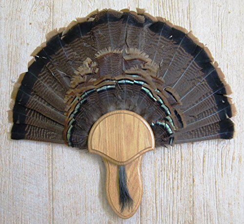 The Medium Oak Turkey Mounting Kit with Beard Plate -02