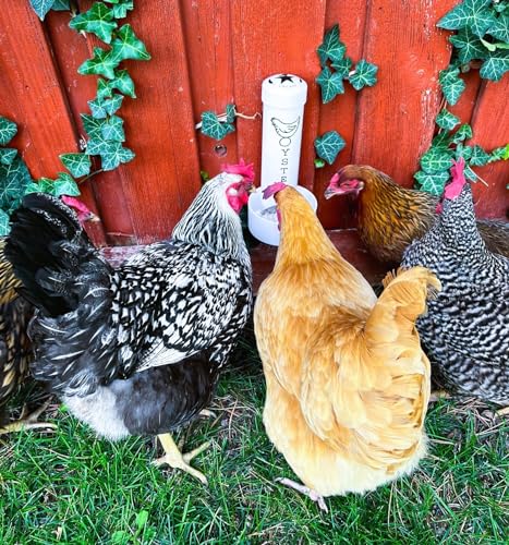 Oyster Shell Feeder for Chickens