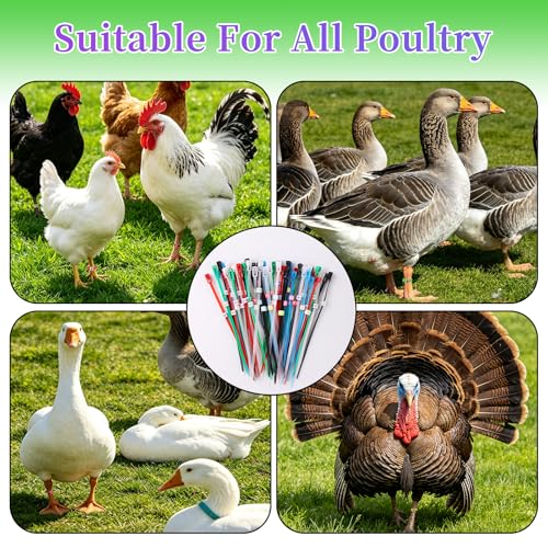 100 Pcs Chicken Leg Bands with 400 Charms, Adjustable for Poultry | 100 bands + 400 letter/number charms. 6 colors, adjustable 5.9". Durable snap-lock. Includes clipper. For poultry