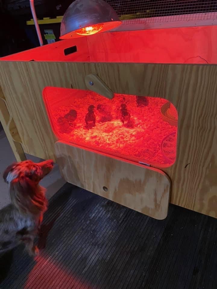Ben's E-Z Brooder