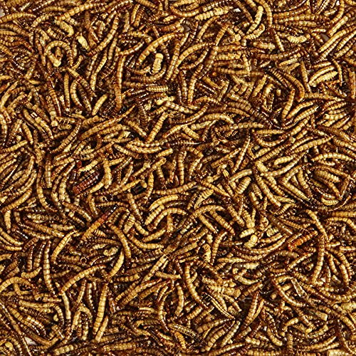 Kaytee Wild Bird Food Mealworms For Bluebirds, Wrens, Robins, Chickadees, Woodpeckers, Cardinals & Chickens, 2 Pound - size: 2 Pound (Pack of 1)