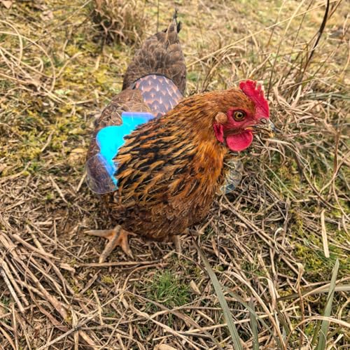 Chicken Saddles for Hens with Detachable Wings, Adjustable Hen Apron Back Protector for Feather Recovery, Double-Layer Breathable Poultry Saver for Standard Breeds (Black，Yellow) | Double-Layered Breathable Poultry Back Protector For Hens During Mating An