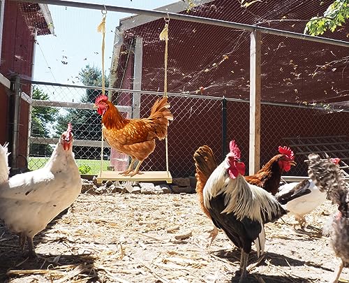 2 Pack Chicken Swing Toys, Wood Chicken Swing Toy | for Chickens Rooster Poultry Parrots - size: 2pcs Chicken Swings