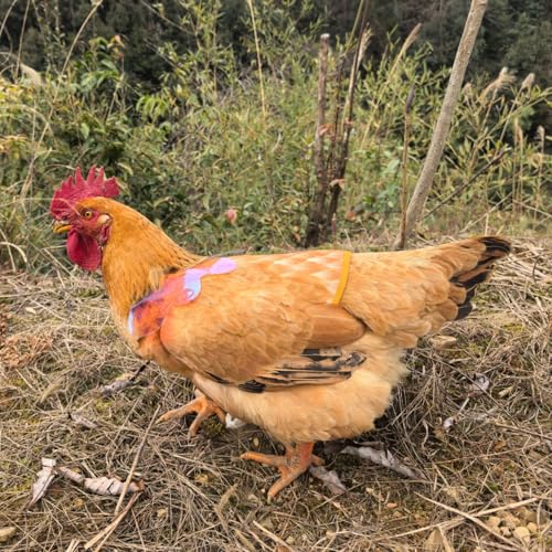 Chicken Saddles for Hens with Detachable Wings, Adjustable Hen Apron Back Protector for Feather Recovery, Double-Layer Breathable Poultry Saver for Standard Breeds (Yellow, White) | Double-Layered Breathable Poultry Back Protector For Hens During Mating A