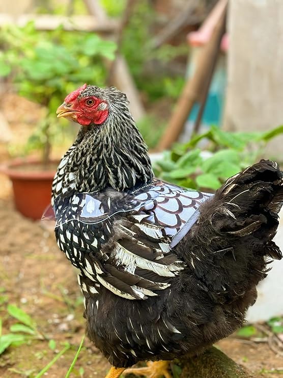 Chicken Saddle with Wing Protector - Chicken Aprons & Vest Jacket for Hens | Chicken Saddles for Hens With Adjustable Straps (Black, Yellow, White)