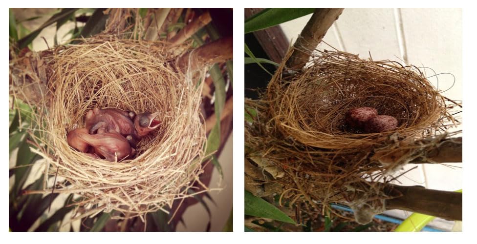 Fast Life Natural Coconut Fiber for Bird Nesting