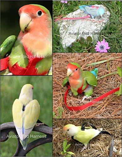 The AVIATOR Pet Bird Harness and Leash: Mini Red - color: Red, size: Mini