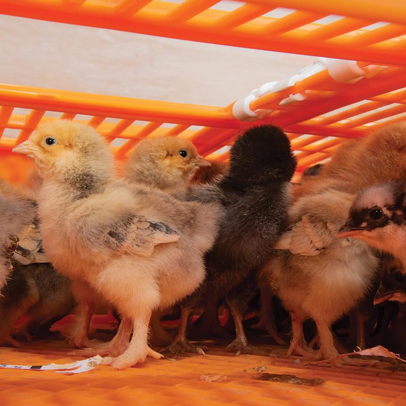 Premier 1 Quail Transport Crate - 26" L x 16" W x 5" H (2 Pack) | For field-trials & farm use. Up to 30 quail or newborn chicks. Top & side doors. Pre-assembled, stackable. Solid floor. - size: 2 Pack