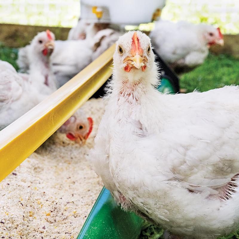 Premier 1 Broiler Trough Feeder for Chickens & Poultry - Green | 48" trough with unrestricted access. Square reel prevents roosting & doubles as carry handle. For broilers, ducks & turkeys.