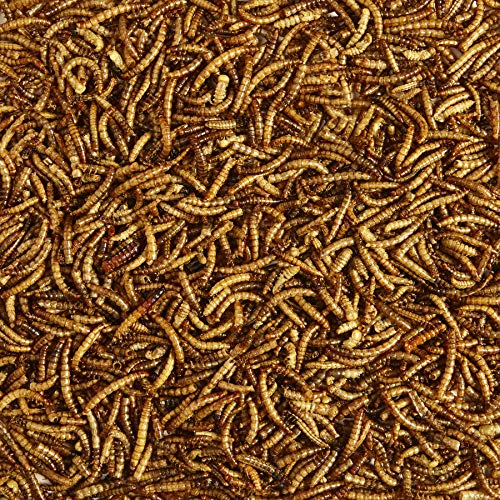 Kaytee Wild Bird Food Mealworms For Bluebirds, Wrens, Robins, Chickadees, Woodpeckers, Cardinals & Chickens, 3.5 Ounce - size: 3.5 Ounce (Pack of 1)