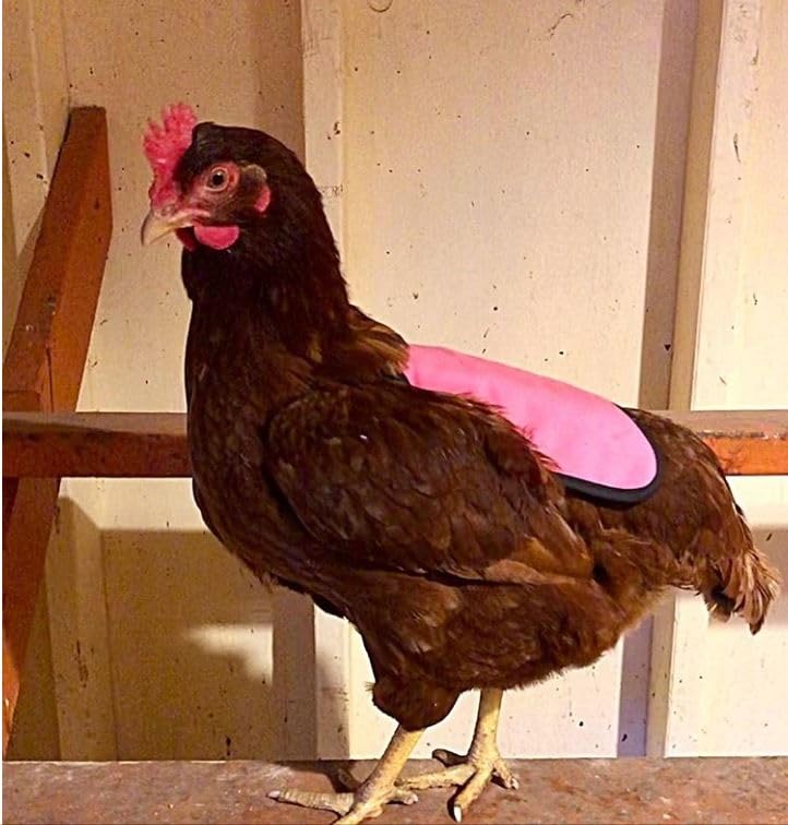 Hen Apron/Saddle, Single Strap, Small, Brown - color: Brown, size: Small