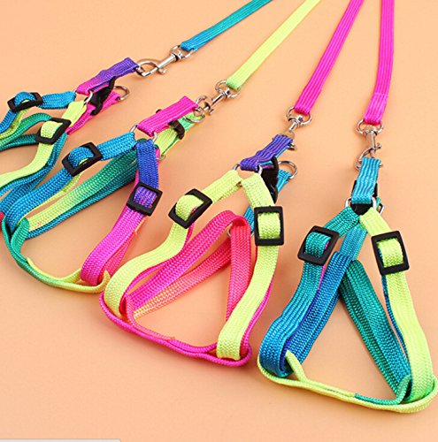 Hypeety Bird Harness and Leash with Buckle Adjustable Bird Vest for Outdoor | Adjustable chest 5.1-12.9'', adorable rainbow design, escape-proof buckles, anti bite training rope for macaw/large bird, M - size: 0.39 × 47.24 in