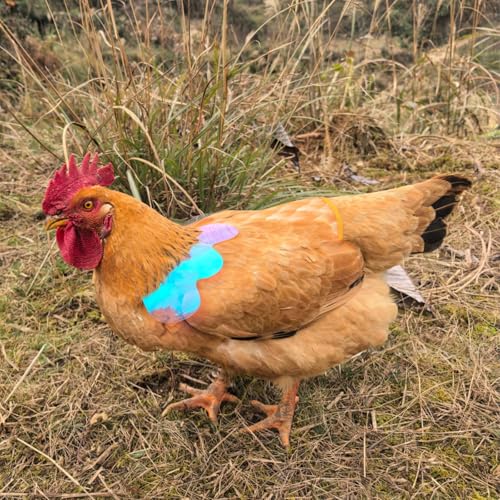 Chicken Saddles for Hens with Detachable Wings, Adjustable Hen Apron Back Protector for Feather Recovery, Double-Layer Breathable Poultry Saver for Standard Breeds (Black,White,Yellow) | Double-Layered Breathable Poultry Back Protector For Hens During Mat