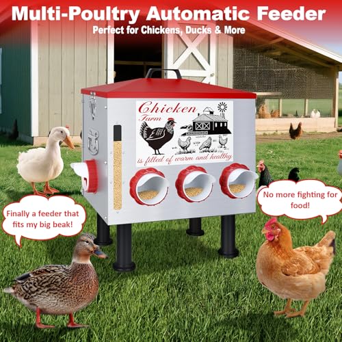 50Lb Automatic Chicken Feeder with Window 10 Port No Waste Rust-Proof Galvanized Steel with Locking Lid & Adjustable Height Legs Waterproof Portable Poultry Feeder for Chickens,Ducks,Geese