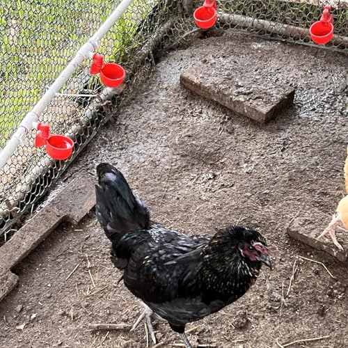 Automatic Chicken Watering System with 1/2" PVC Pipe and Chicken Waterer Cups, Stainless Steel Hose, Leak-Proof and Easy-Assembly Chicken Waterer Feeder Kit for Coops