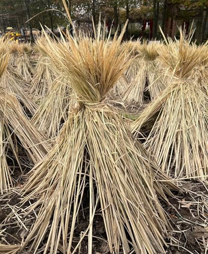 2Pcs Handmade Woven Flat Base Straw Bird Nest Breeding Nest Hatch House Cage for Pigeons, Russet Chickens, Chicks, Doves and Other Medium-Sized Birds.Made Entirely from Natural Straw.